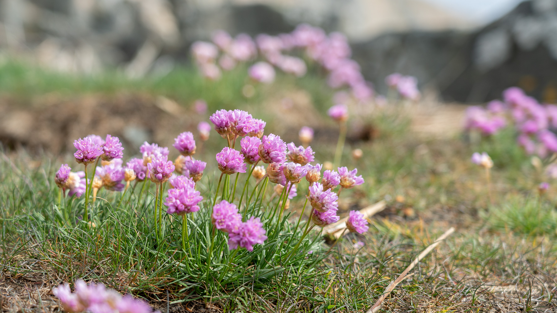 Ingen beskrivning tillgänglig